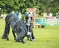 Karpatia Pony Show 2023