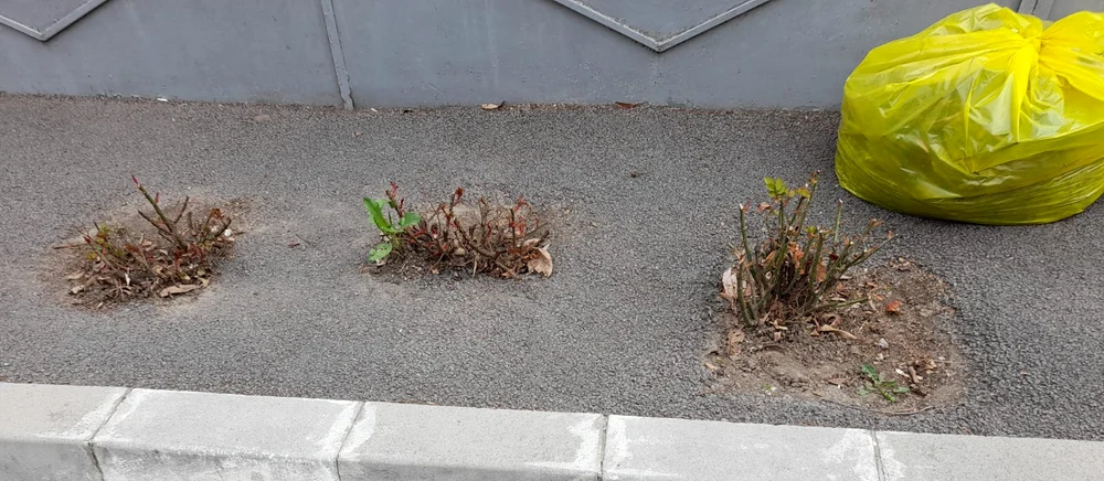 Angajații Ecosal au asfaltat și tufele de trandafiri FOTO Garda de Mediu Galați