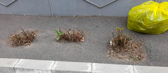 Angajații Ecosal au asfaltat și tufele de trandafiri FOTO Garda de Mediu Galați