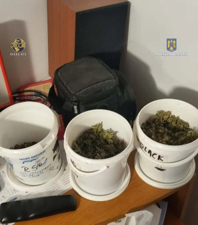Cannabis în Timiș FOTO Poliția Română