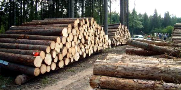 Patronii nu ţineau corect evidenţa lemnului folosit în societăţile comerciale