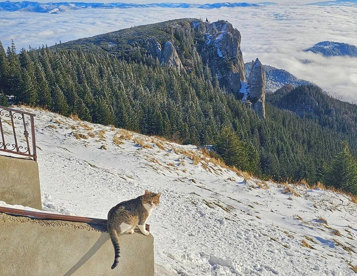 Marea alpină și o pisică aciuată la cabana Dochia FOTO Facebook Ana Gianina - Tânăr și Liber