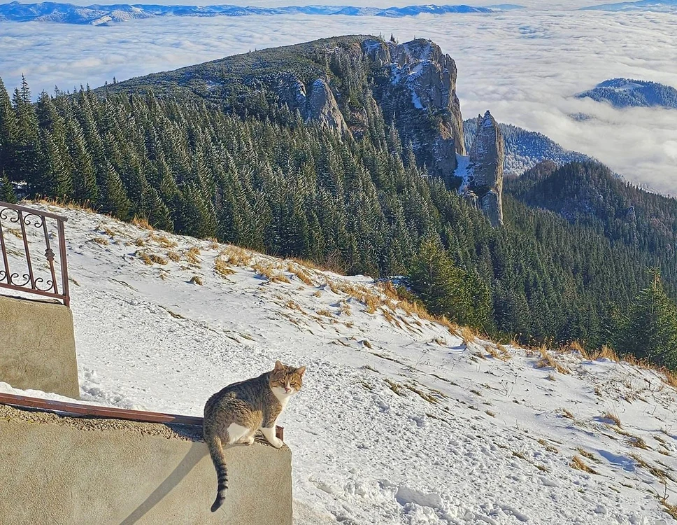 Marea alpină și o pisică aciuată la cabana Dochia FOTO Facebook Ana Gianina - Tânăr și Liber