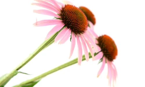 1 echinaceea shutterstock 79758391 jpg jpeg