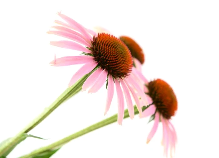 1 echinaceea shutterstock 79758391 jpg jpeg