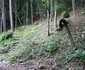 Cioclovina Munții Șureanu Foto Daniel Guță (6) JPG
