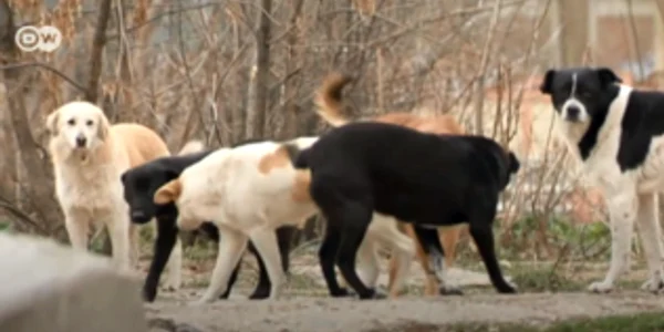 dogs