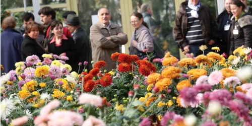 Florile sunt admirate an de an de ieşeni