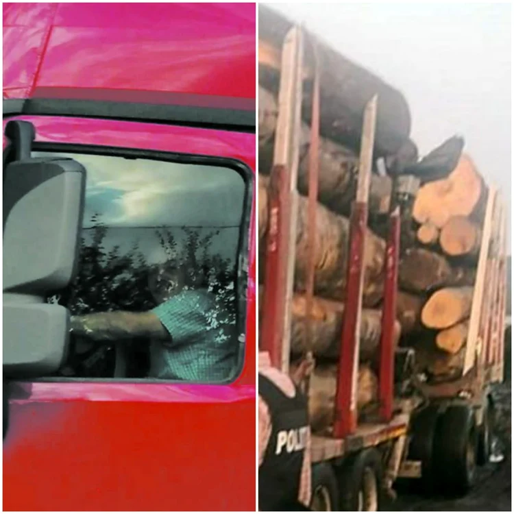 Primarul a fost depistat în timp ce transporta ilegal lemne Foto: Adevărul