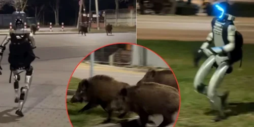 Robotul umanoid care alungă mistretii