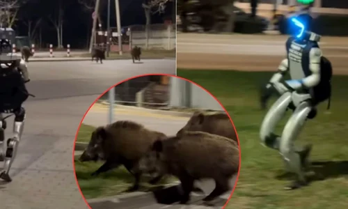 Robotul umanoid care alungă mistretii