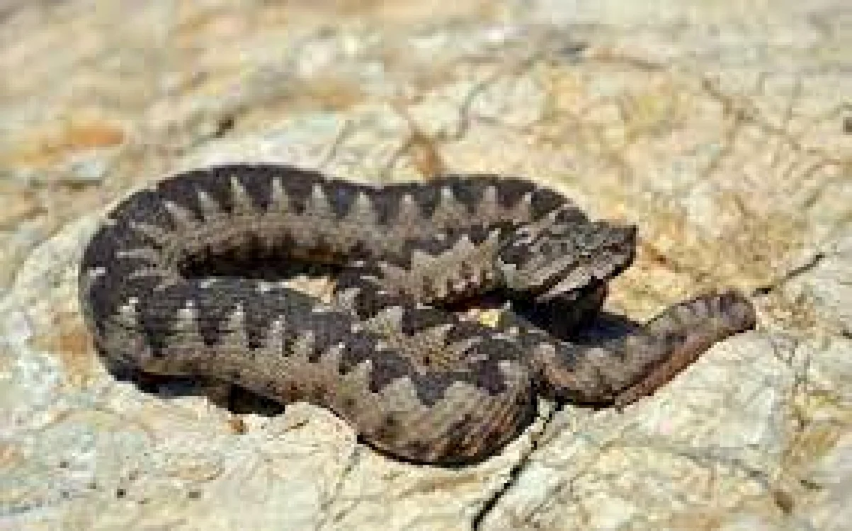 Vipera cu corn este periculoasă, sursa: Arhivă
