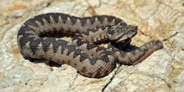 vipera
