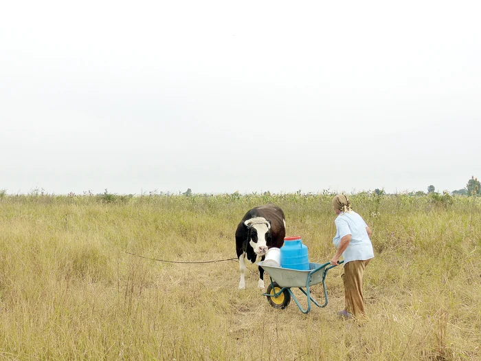 
    Culturile de floarea-soarelui, printre cele mai afectate de secetă  