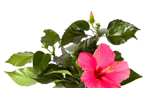 Din florile de hibiscus se prepară infuzii, decocturi şi băuturi cu proprietăţi calmante şi reconfortante  (Shutterstock) jpeg