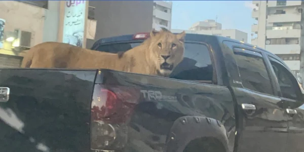 leu plimbat în maşină Libia