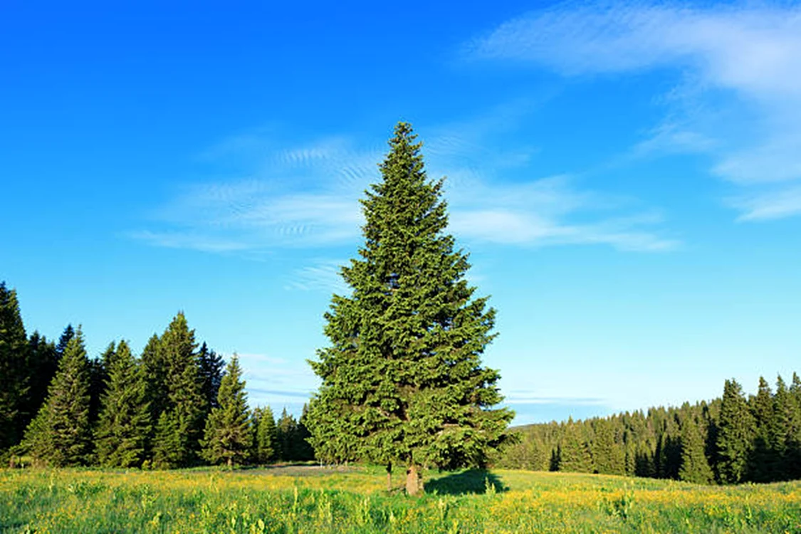 Se spune că brazii pot aduce ghinion / foto: IStock