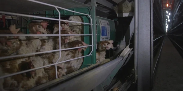 Animale