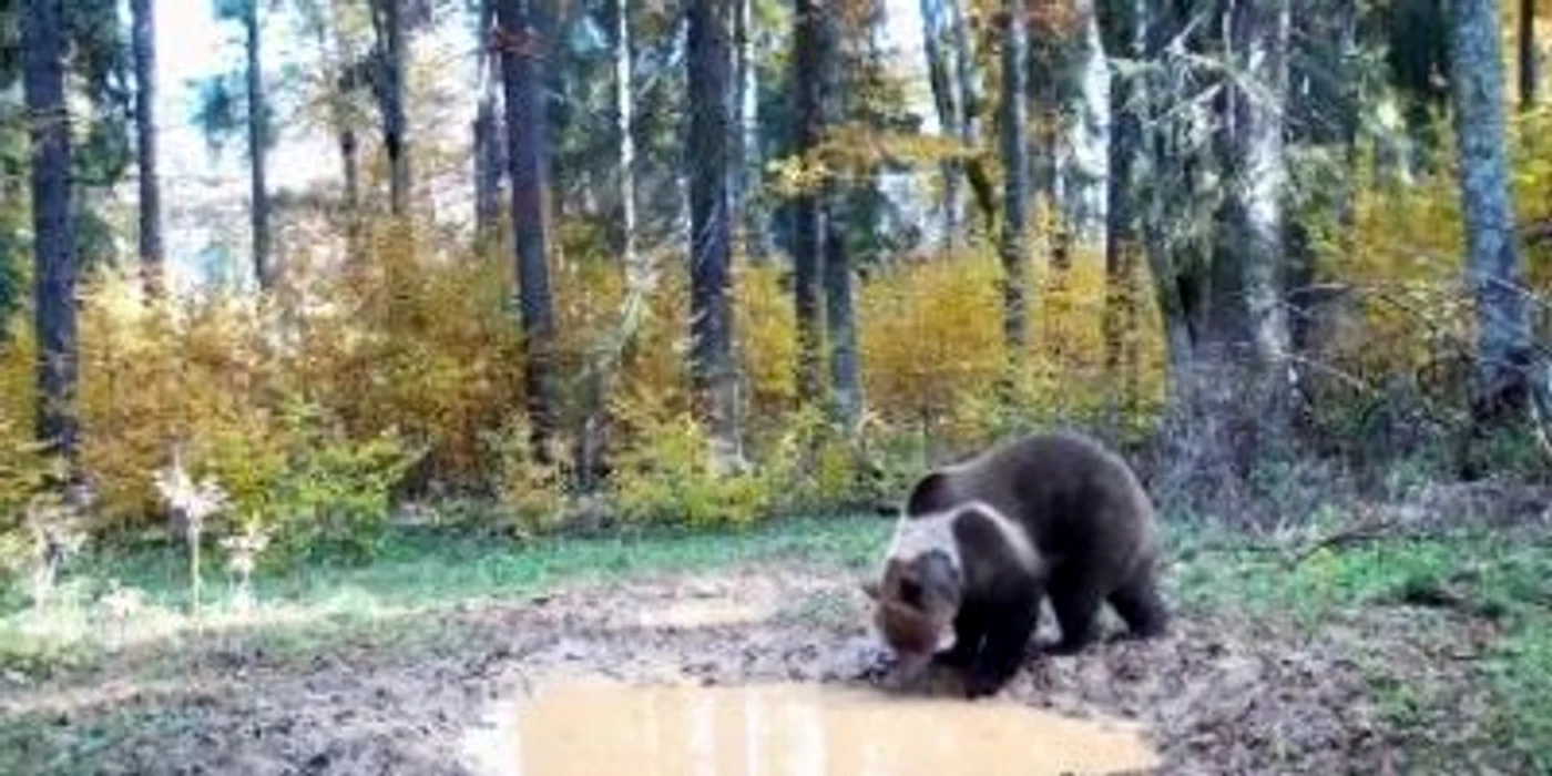 Animalul a fost filmat de o cameră de supraveghere a Parcului Natural Apuseni
