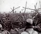 historia ro undefined jpeg