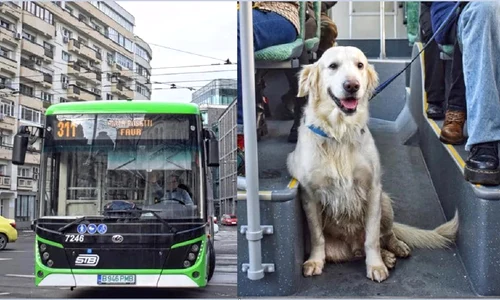 autobuz caine jpg