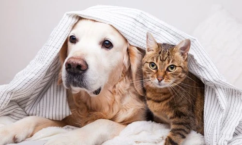 1 shutterstock 1544993138 jpg jpeg