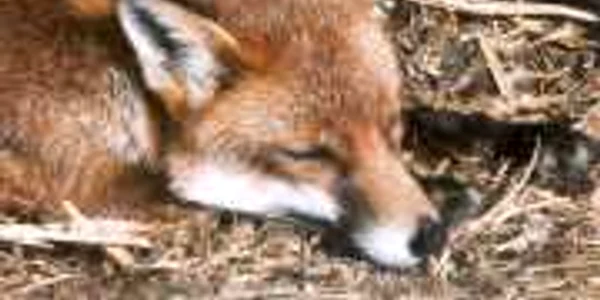 vulpe