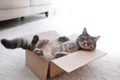Pisica dormind în cutie de carton Foto Shutterstock