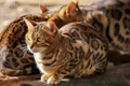 pisici pixabay jpg