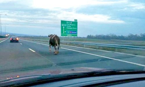 vaca6 actu vaca baza jpeg