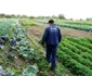 Agricultură în cartierul Matei Voievod