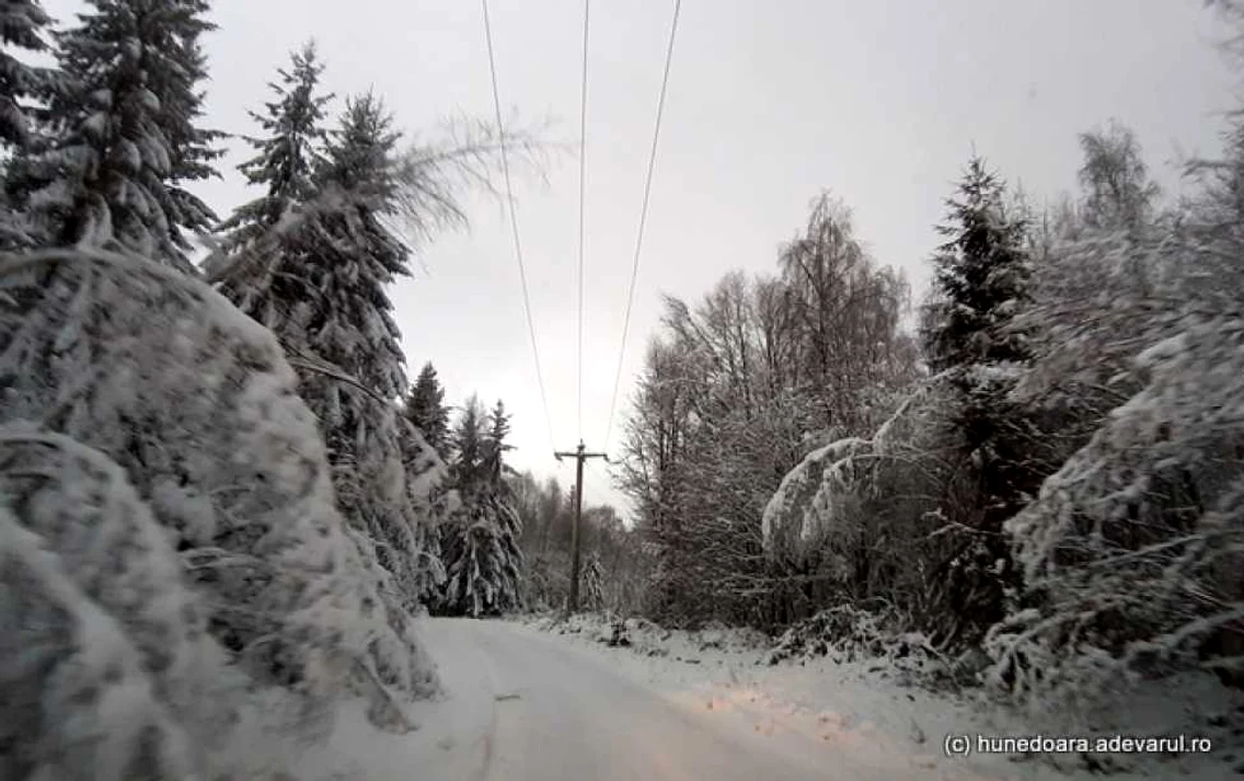poiana rachitelii foto daniel guta adevarul