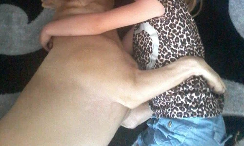 pitbull mpm dog gave me criminal record 15 jpeg