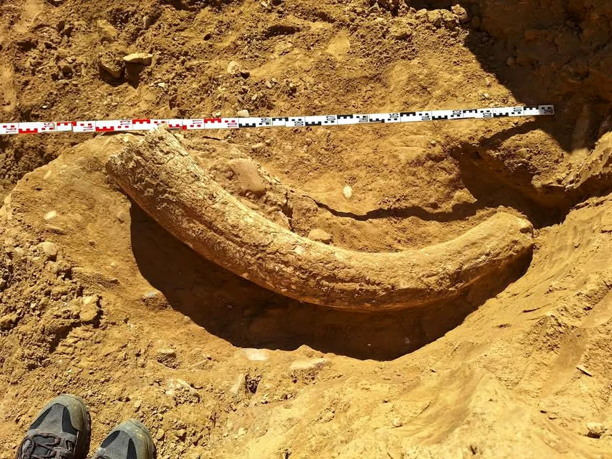 Un incisiv superior de mamut lânos, descoperit într-o ravenă din comuna Săpoca (foto: Facebook /  Muzeul Județean Buzău)