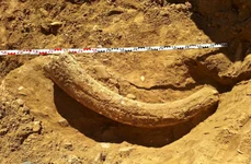 Un incisiv superior de mamut lânos, descoperit într-o ravenă din comuna Săpoca (foto: Facebook /  Muzeul Județean Buzău)