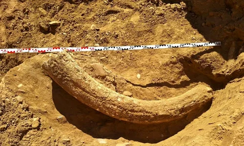 Un incisiv superior de mamut lânos, descoperit într-o ravenă din comuna Săpoca (foto: Facebook /  Muzeul Județean Buzău)