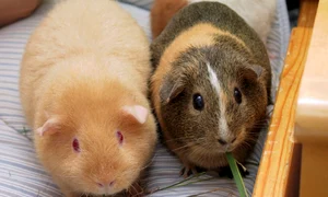 CLIIMA20120622 0031 1 jpeg