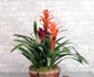 3 bromelia jpg jpeg
