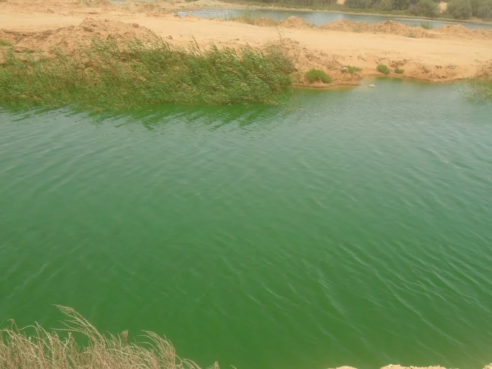 Spirulina creşte spontan de milioane de ani în zona lacurilor calde din tropicele Americii şi ale Africii. 