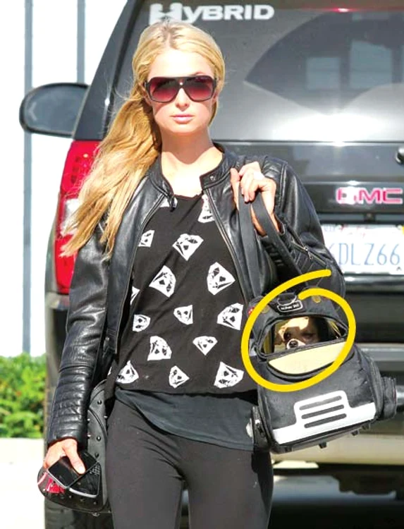 Paris Hilton nu se desparte nicicând de cățelușul preferat
