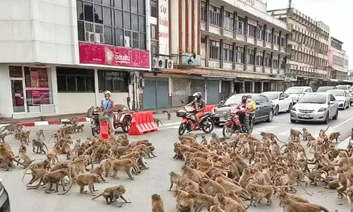 Defuncta e pusă în sicriu acoperită de flori jpeg