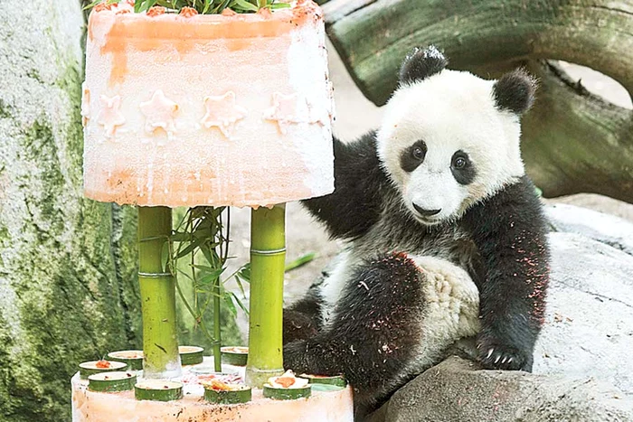 Gâdilă leul în talpă! Fotografii: guliver/rexfeatures;photoland/caters;hepta)