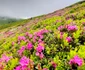 Rhododendron în Munții Bucegi. FOTO muntiiromaniei.ro