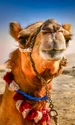 O plimbare cu cămila în deșert va întregi vacanța exotică jpeg