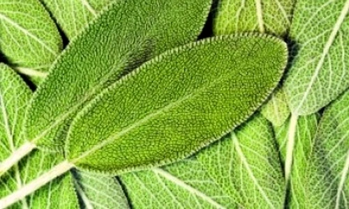 1 73674 original jpg jpeg