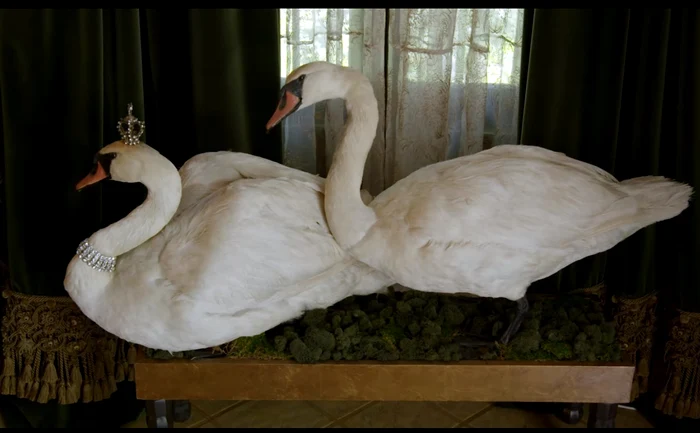 8 dita von teese casa 8 jpg jpeg