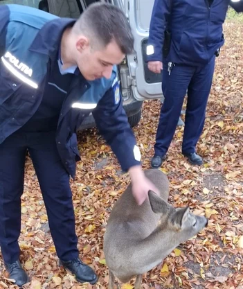 Animalele se bucură acum din nou de libertate FOTO IPJ Bacău