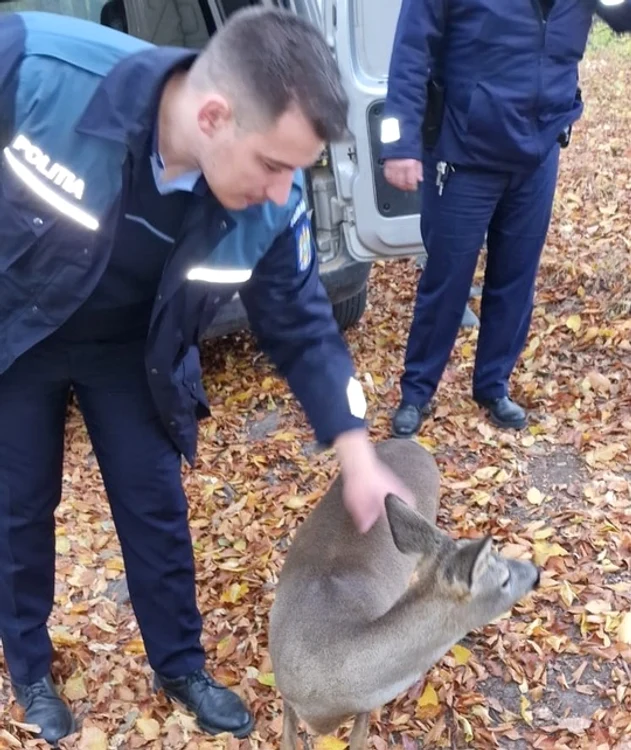 Animalele se bucură acum din nou de libertate FOTO IPJ Bacău