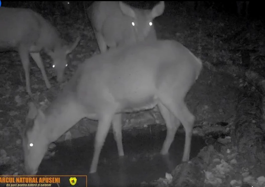Ciute, la scăldătoare, noaptea, în Munții Apuseni FOTO captură video