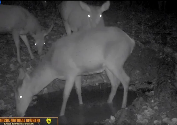 Ciute, la scăldătoare, noaptea, în Munții Apuseni FOTO captură video